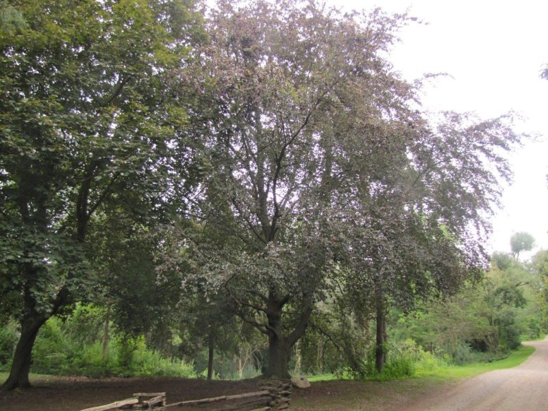 Amercian Beech Tree