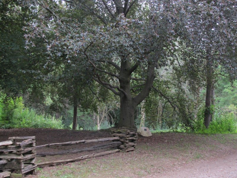 Amercian Beech Tree