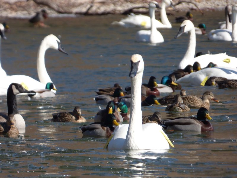 Christmas Bird Count 2017