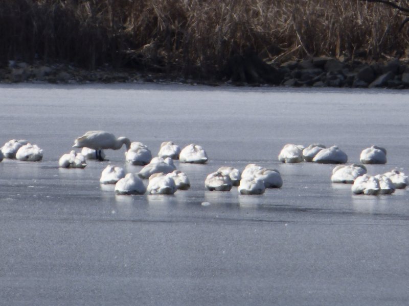 Christmas Bird Count 2017