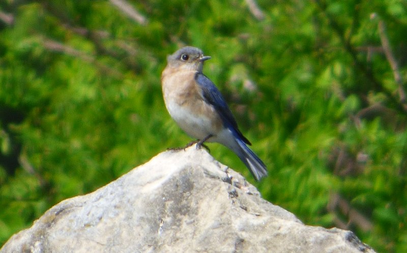 bird at crieff hills