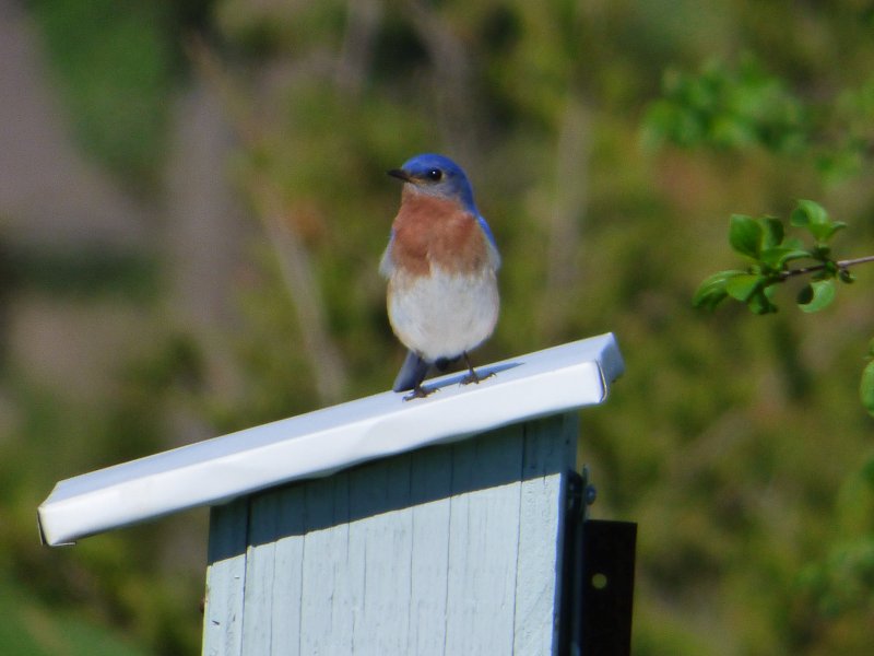 bird at crieff hills