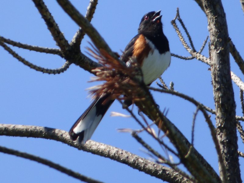 bird at crieff hills