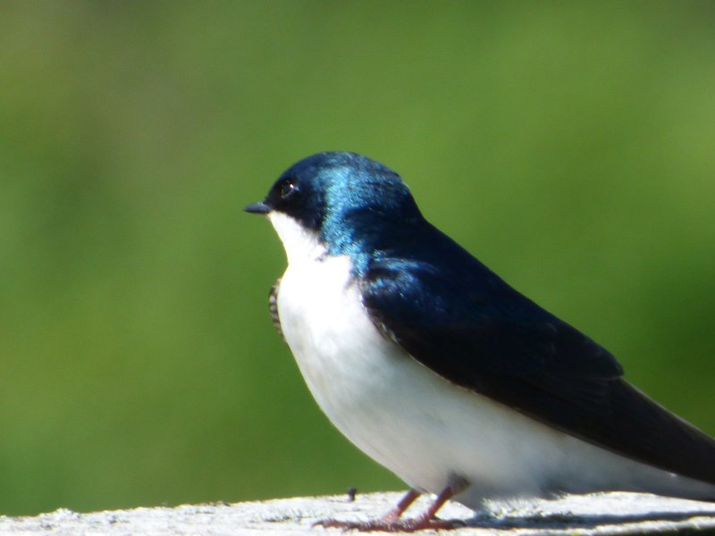 bird at crieff hills