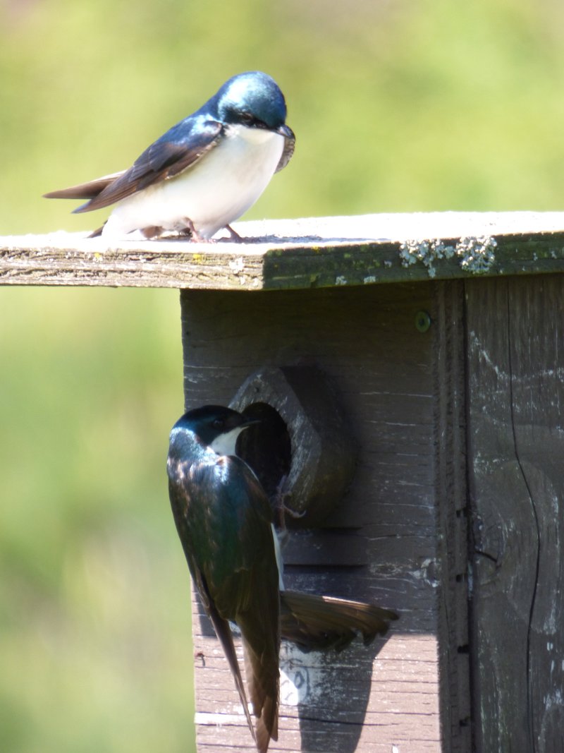 bird at crieff hills