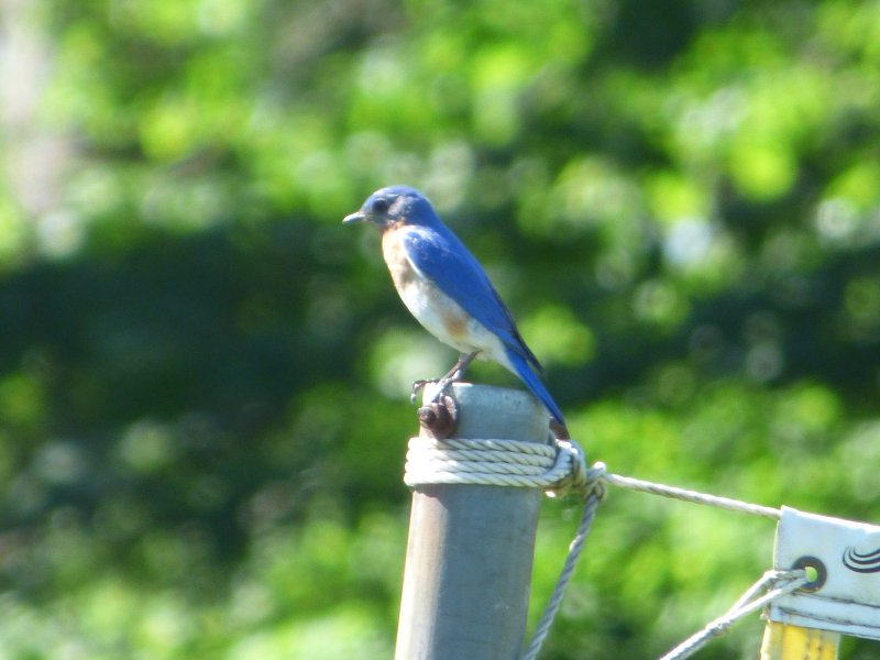 bird at crieff hills