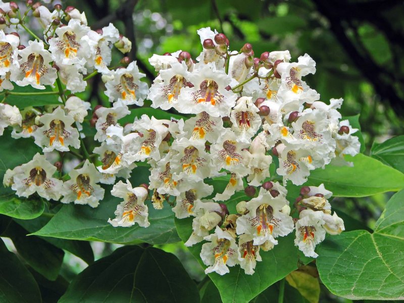 memorial trees catalpa