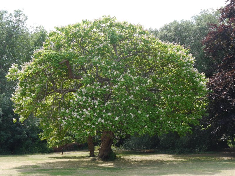 memorial trees catalpa