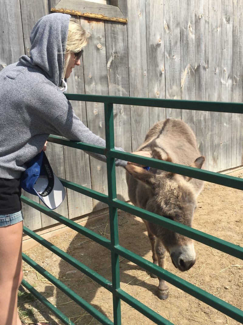 donkey sanctuary 25 years