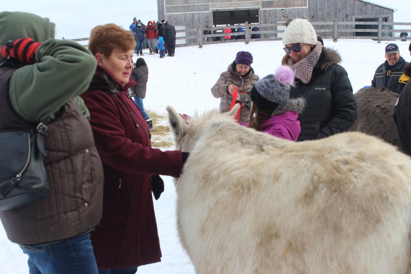 donkey days in puslinch