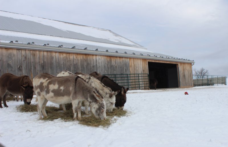 donkey days in puslinch