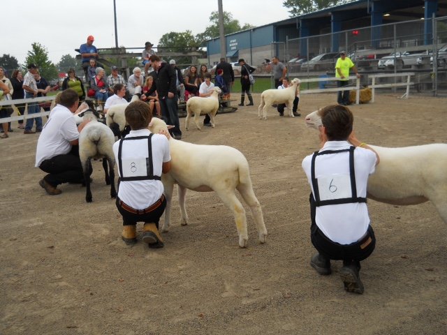 fall fair in puslinch 2017