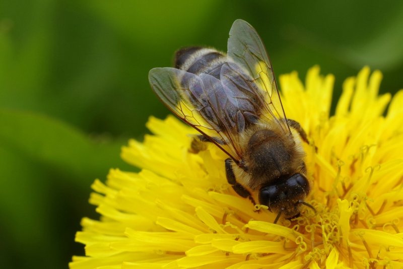 favorite thing - bees - puslinch market