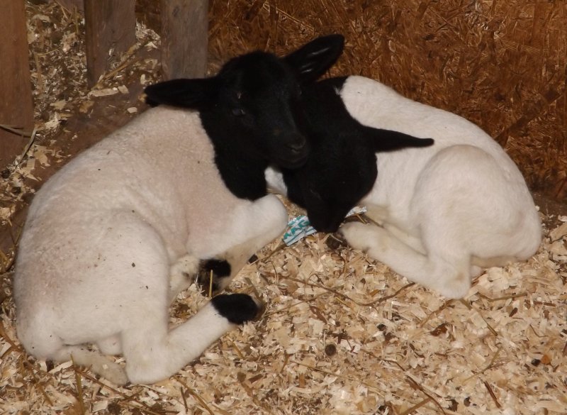 favorite thing - sheep - puslinch market