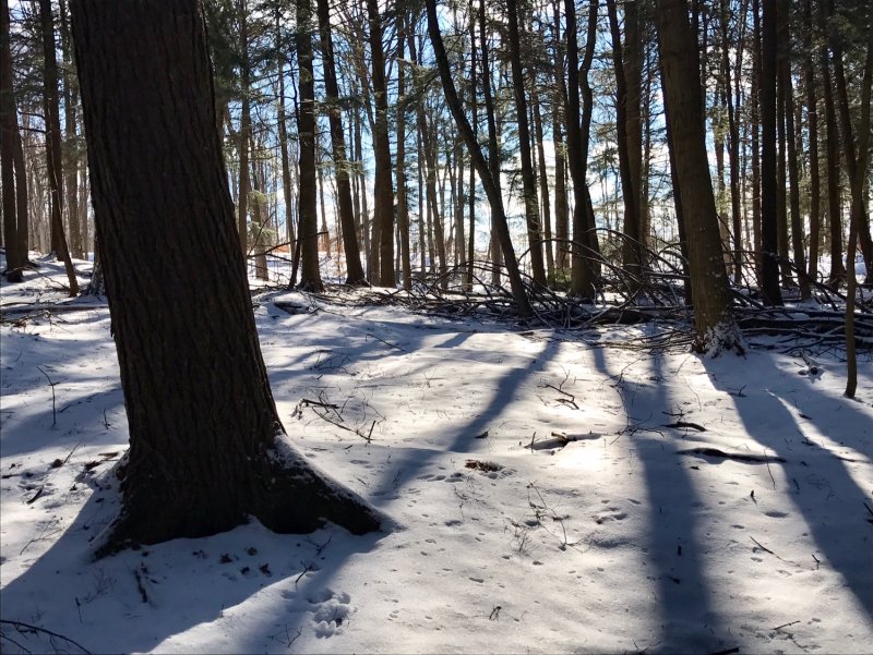 A great day for a hike in Puslinch, Ontario