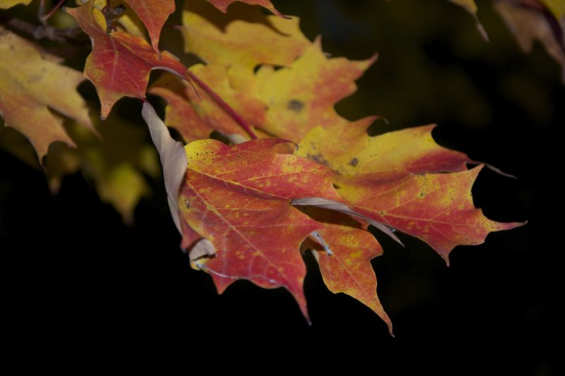 thanksgiving photo by holly land