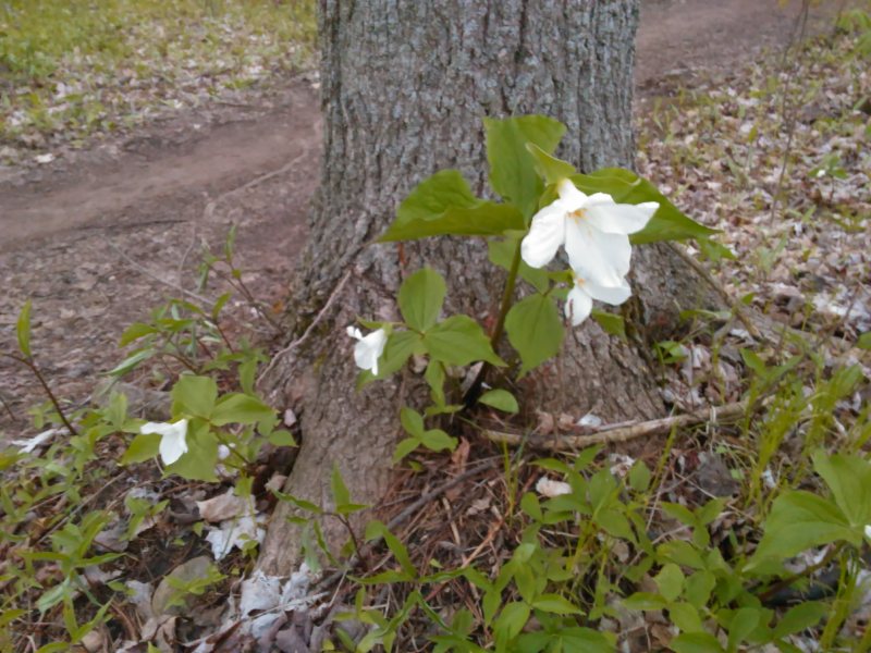 puslinch tract trilliums