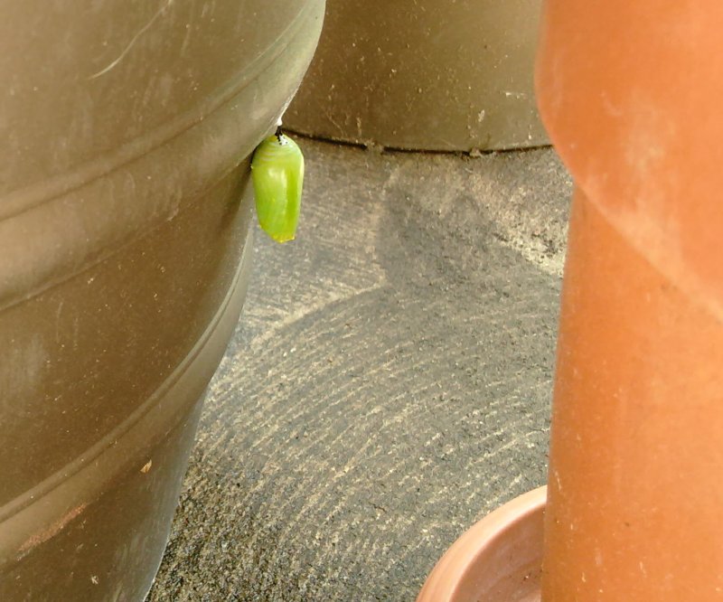 monarch chrysalis