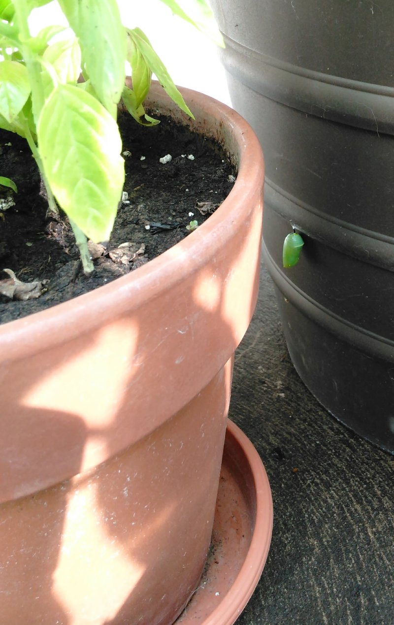 monarch chrysalis