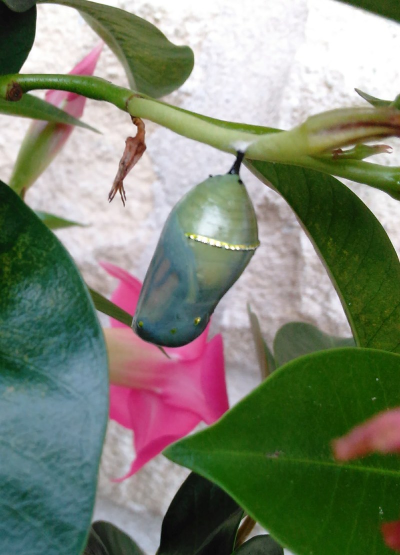 Monarch Butterfly Chrysalis ready to emerge in Puslinch, Ontario
