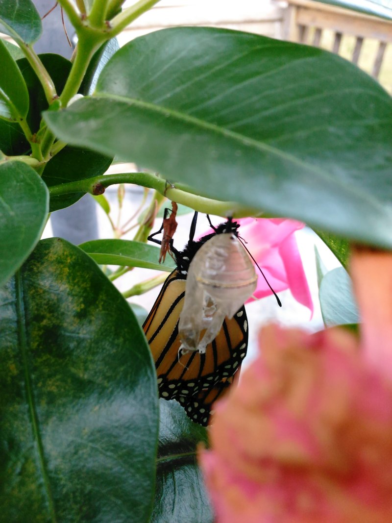 Monarch Butterflies emerging in Puslinch, Ontario