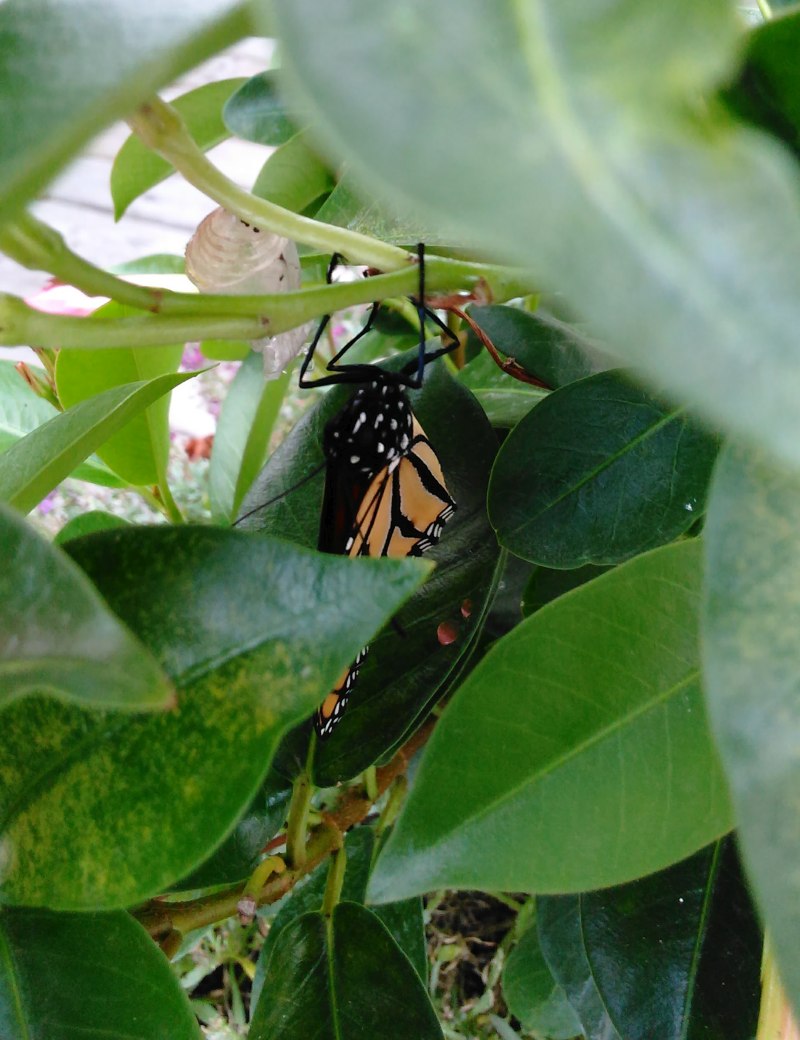 Monarch Butterflies emerging in Puslinch, Ontario