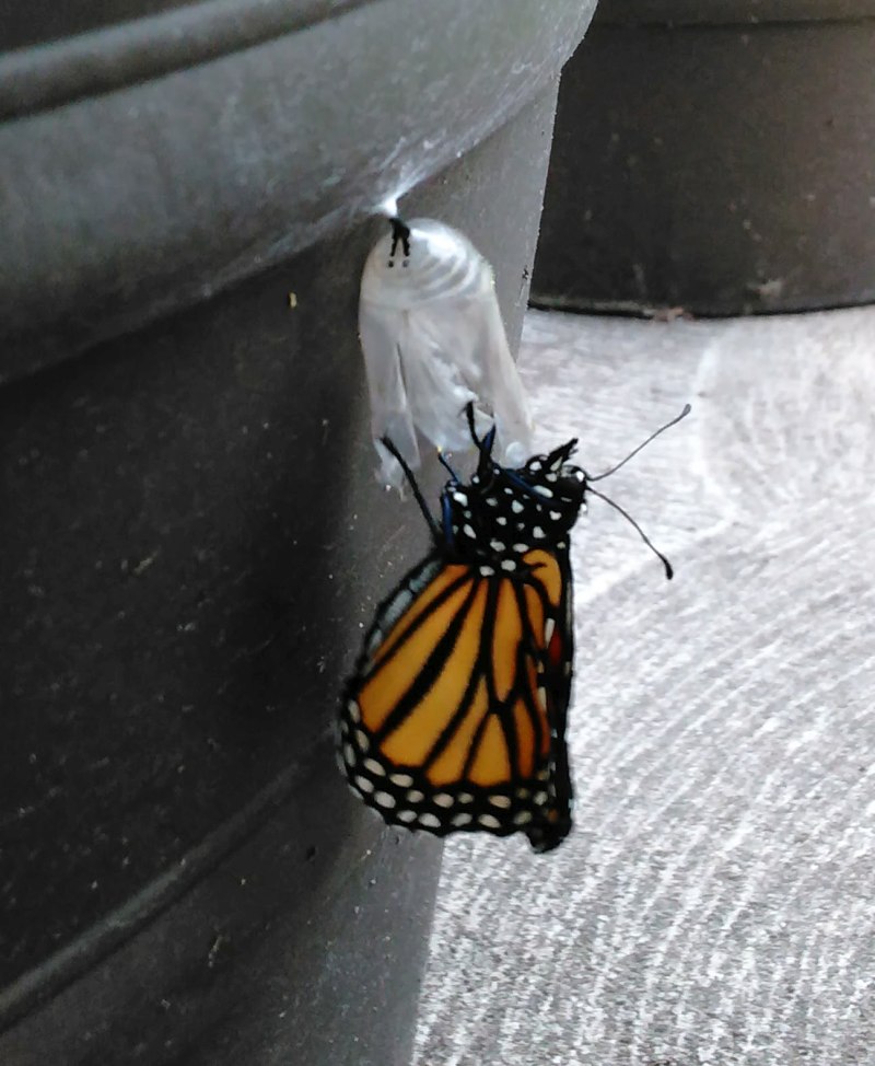Monarch Butterflies emerging in Puslinch, Ontario