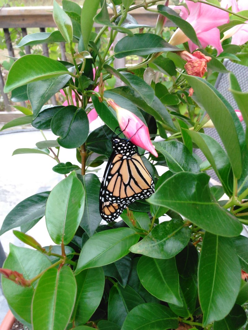 Monarch Butterflies emerging in Puslinch, Ontario