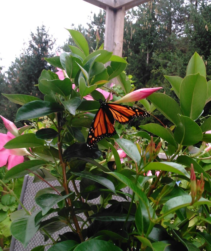 Monarch Butterflies emerging in Puslinch, Ontario