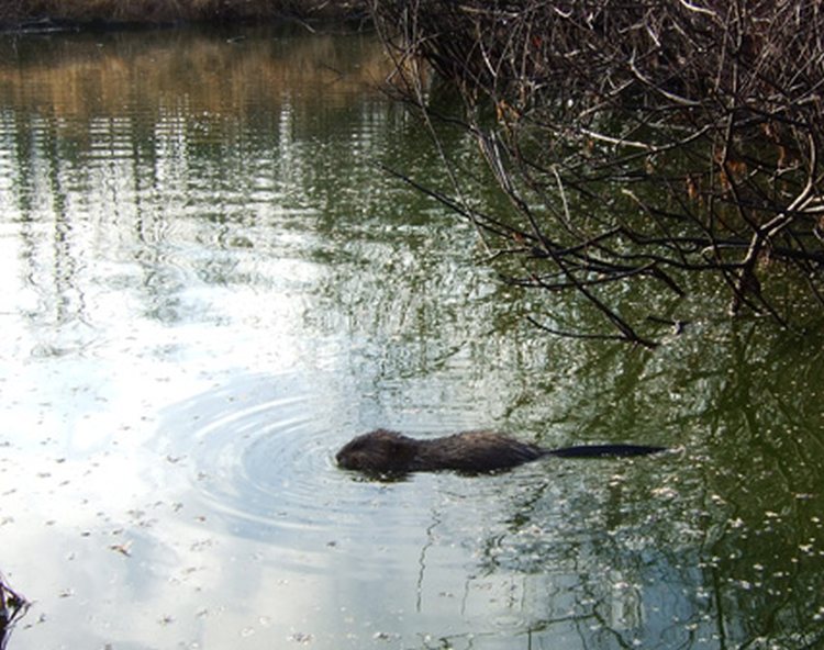 muskrat