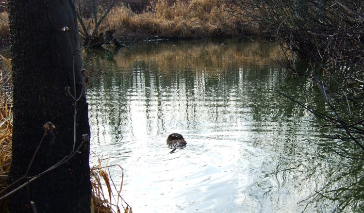 muskrat