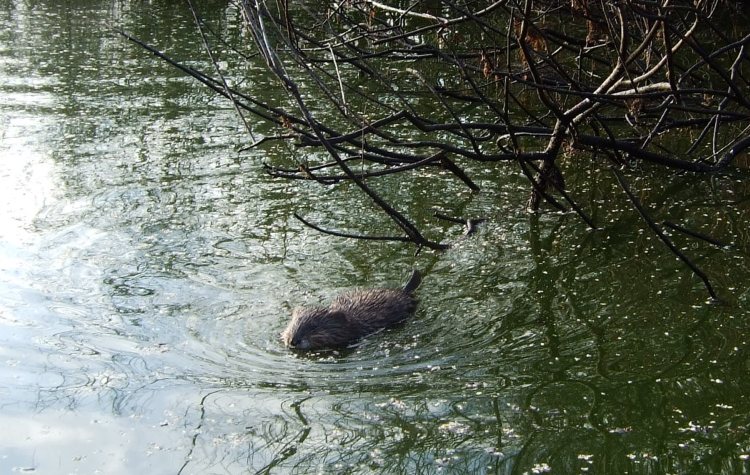 muskrat