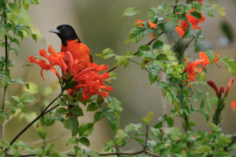 orioles