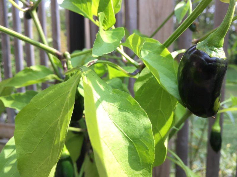 pepper plant