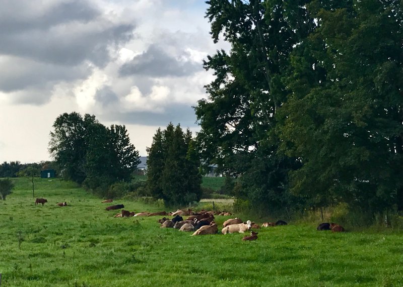 Puslinch Cows Relaxing - By Holly Land