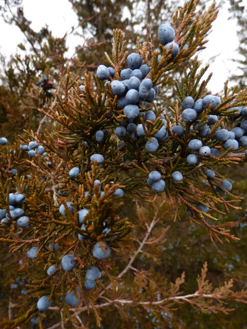 red cedar tree