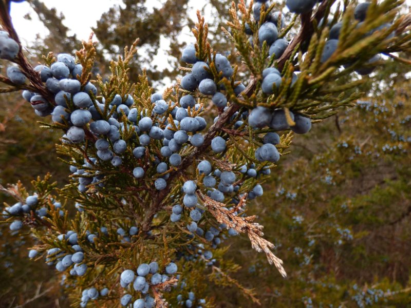 red cedar tree