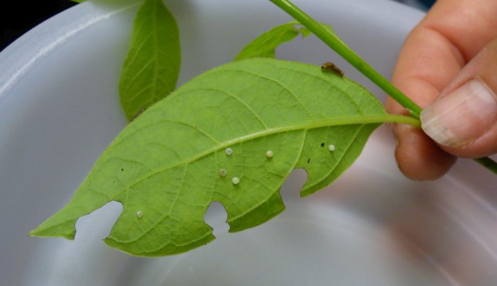 swallowtail eggs