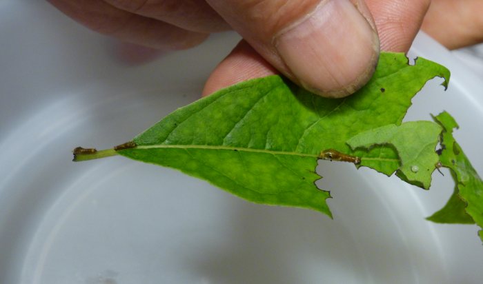 swallowtail eggs