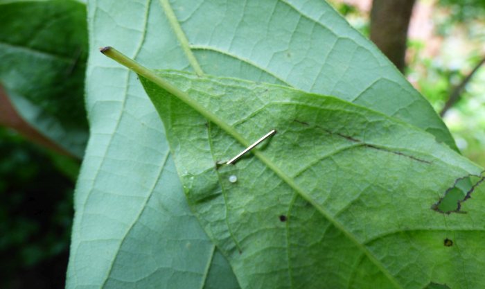 swallowtail eggs