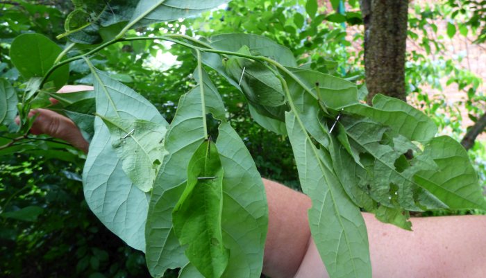 swallowtail eggs