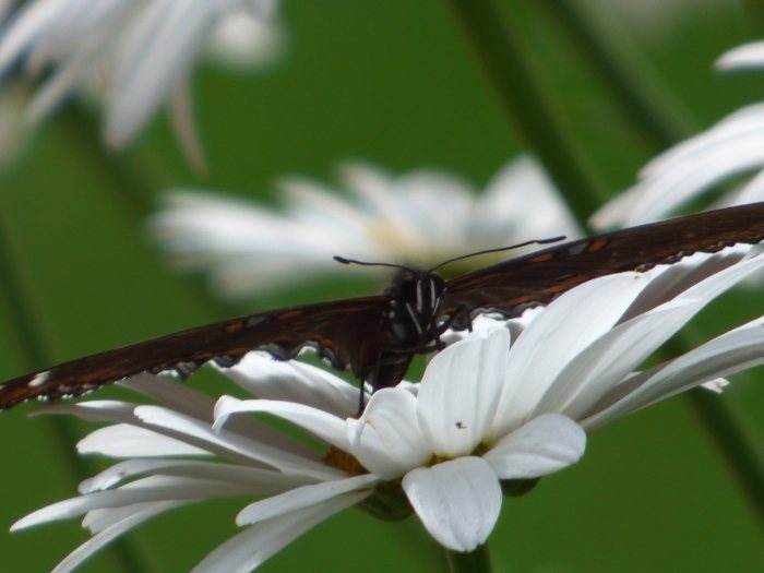 swallowtail eggs