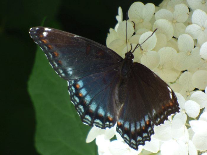 swallowtail eggs