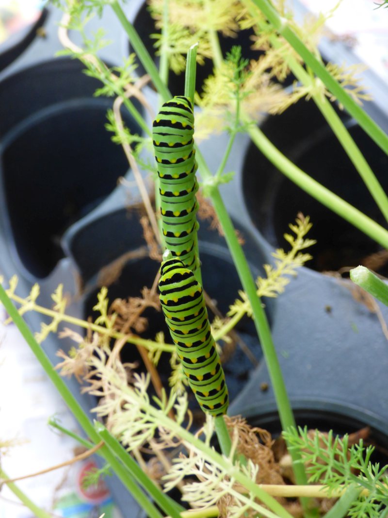 black swallowtail butterfly