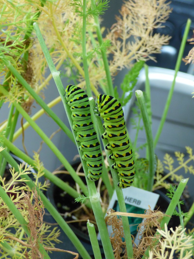 black swallowtail butterfly