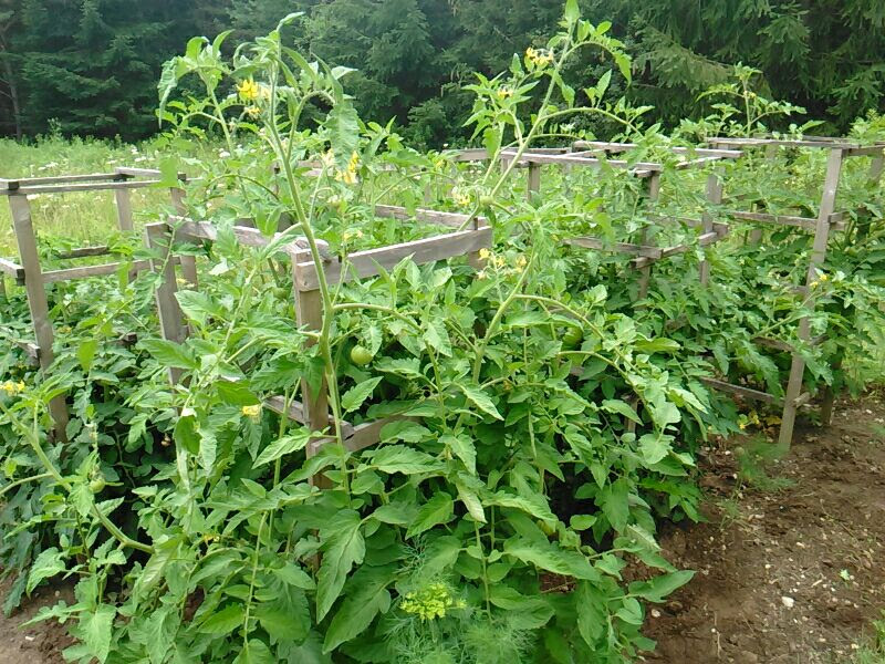 Tomato Towers