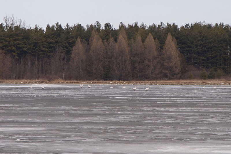 Last day of winter looking for the tundra swans at Valens