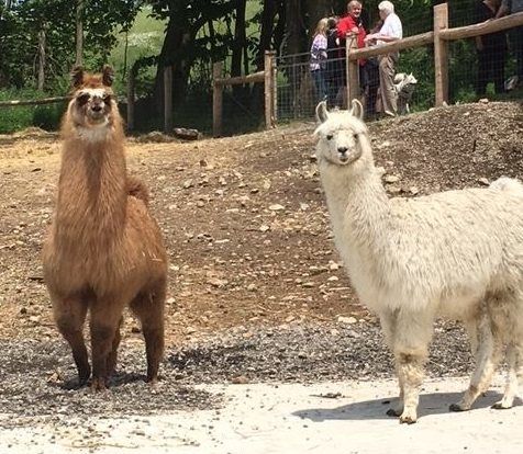 valenbrae farm llamas