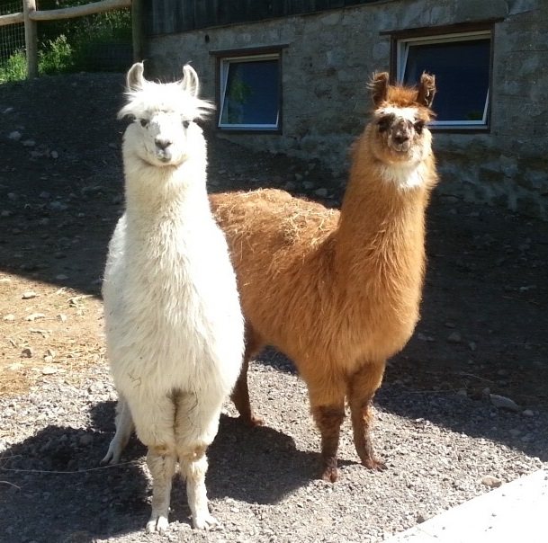 valenbrae farm llamas