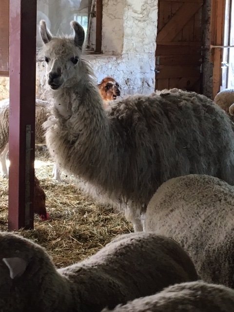 valenbrae farm llamas